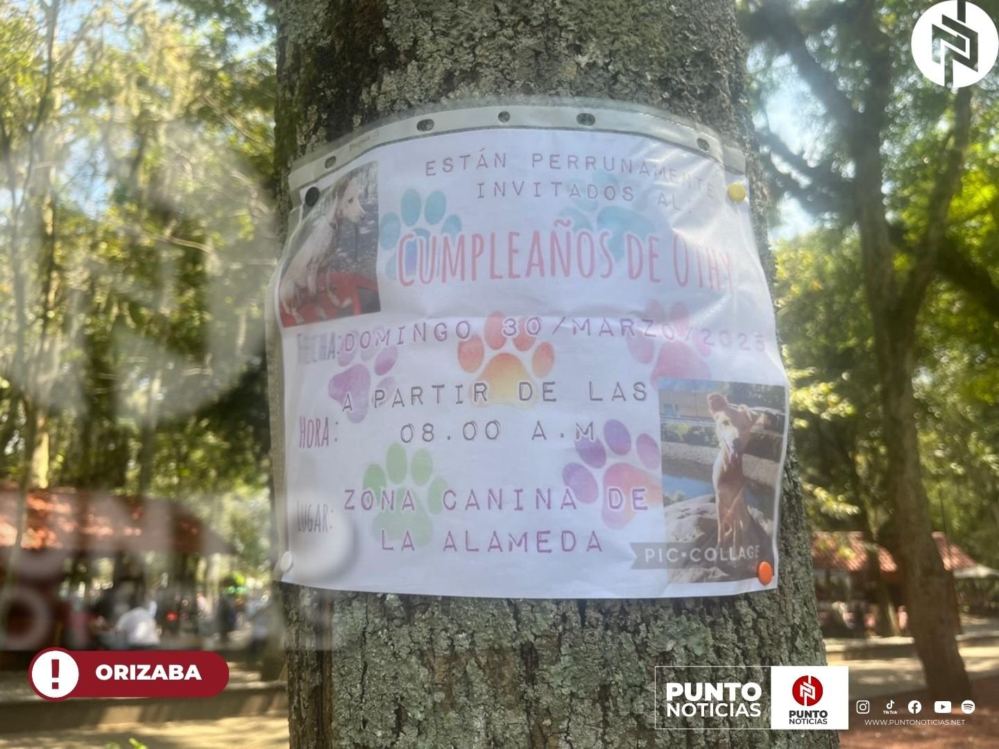 Por primera vez el parque canino que está ubicado al interior de la Alameda Gabilondo Soler Cri-Cri se realizará el primer cumpleaños perruno