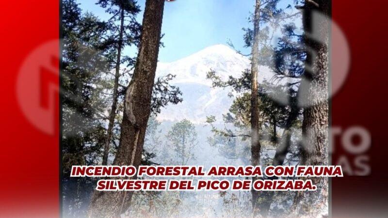INCENDIO FORESTAL ARRASA CON FAUNA SILVESTRE DEL PICO DE ORIZABA.