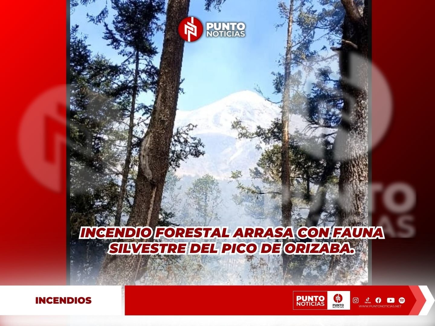 INCENDIO FORESTAL ARRASA CON FAUNA SILVESTRE DEL PICO DE ORIZABA.