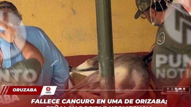 Fallece canguro en UMA de Orizaba; señalan posible negligencia