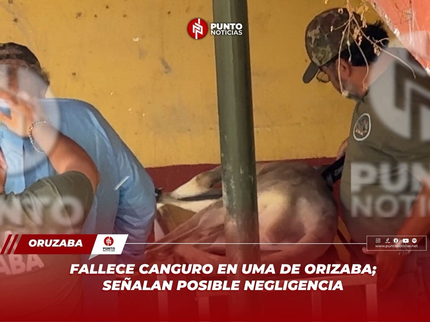 Fallece canguro en UMA de Orizaba; señalan posible negligencia
