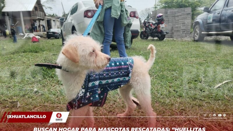 Buscan hogar para mascotas rescatadas: “Huellitas de Orizaba” realiza desfile de adopción en Ixhuatlancillo