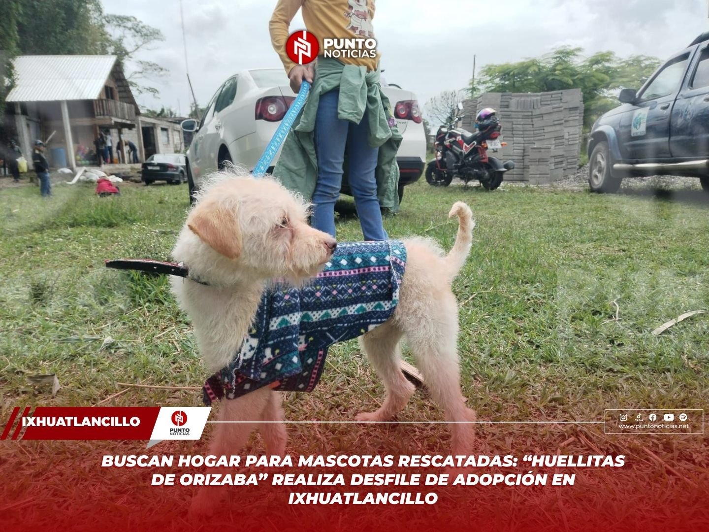 Buscan hogar para mascotas rescatadas: “Huellitas de Orizaba” realiza desfile de adopción en Ixhuatlancillo