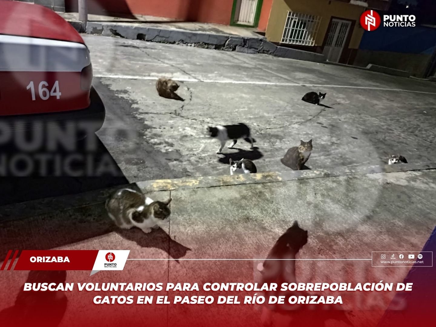 Buscan voluntarios para controlar sobrepoblación de gatos en el Paseo del Río de Orizaba
