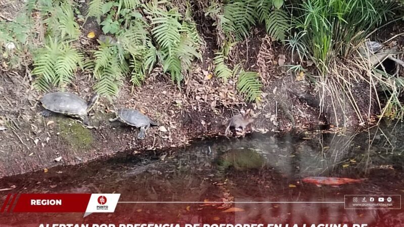 Alertan por presencia de roedores en la Laguna de Nogales