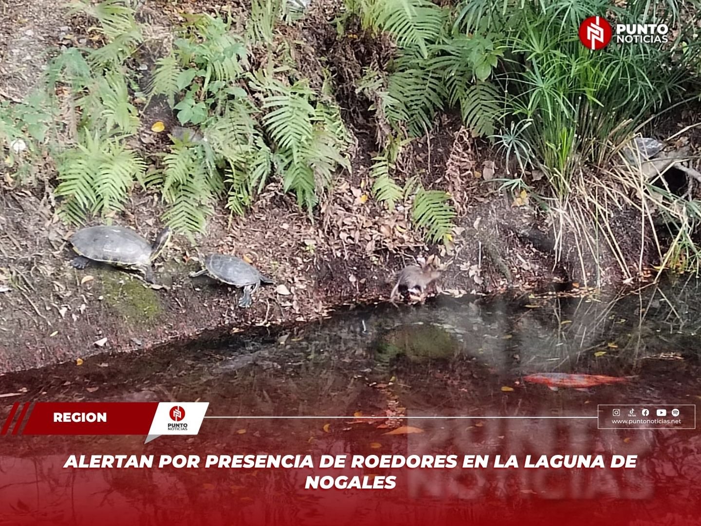 Alertan por presencia de roedores en la Laguna de Nogales