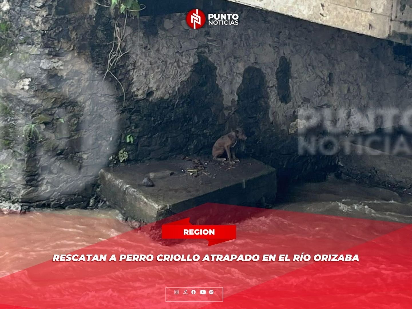 Rescatan a perro criollo atrapado en el río Orizaba