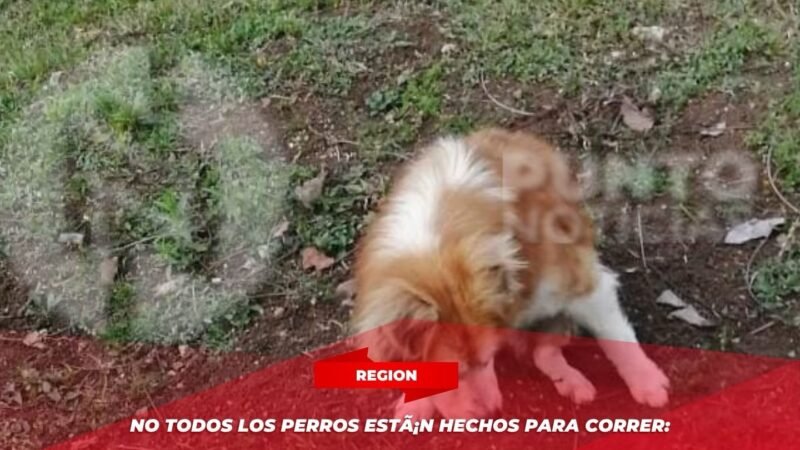 No todos los perros están hechos para correr: