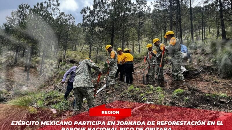 Ejército Mexicano participa en jornada de reforestación en el Parque Nacional Pico de Orizaba.