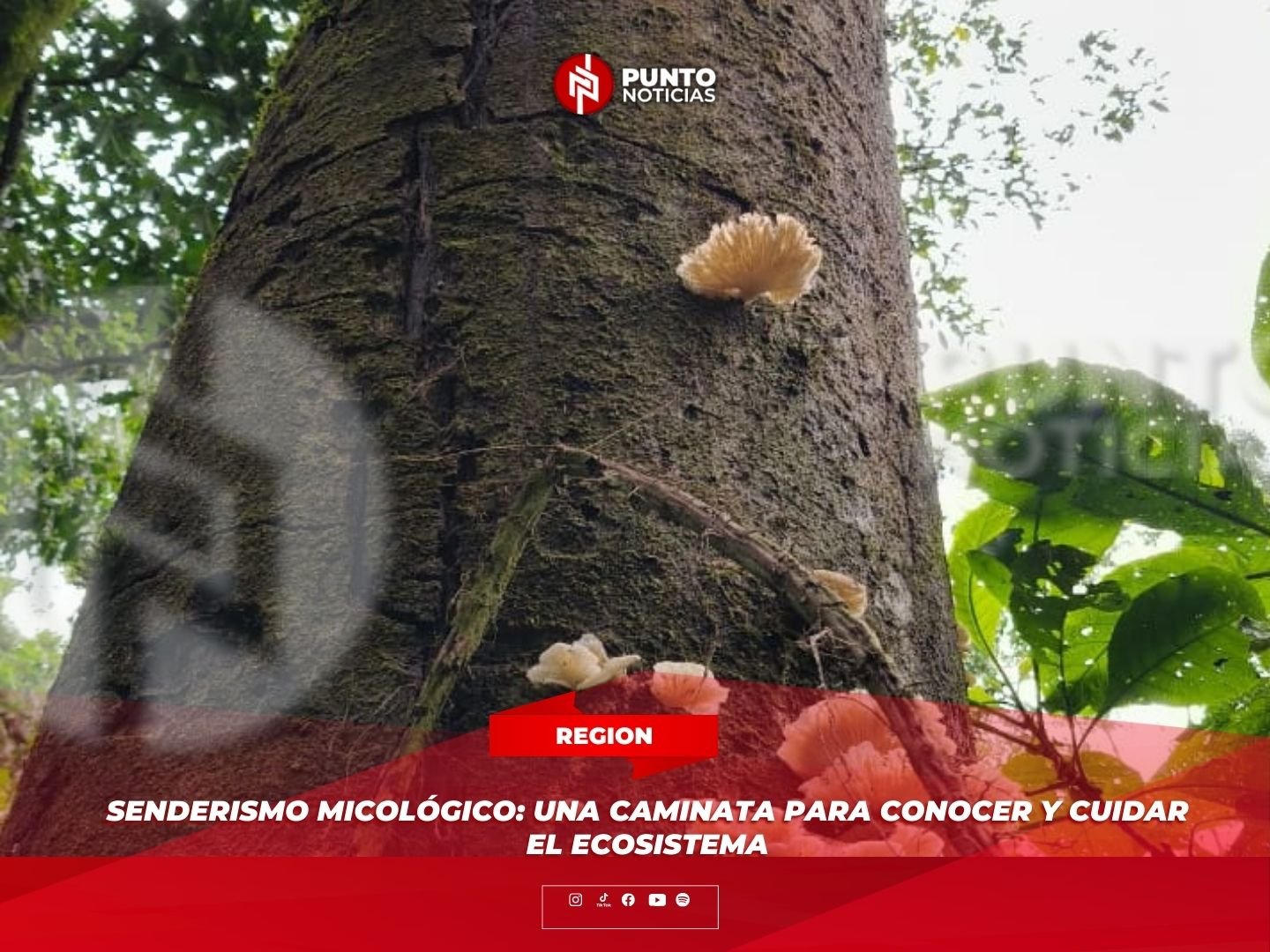 Senderismo micológico: una caminata para conocer y cuidar el ecosistema
