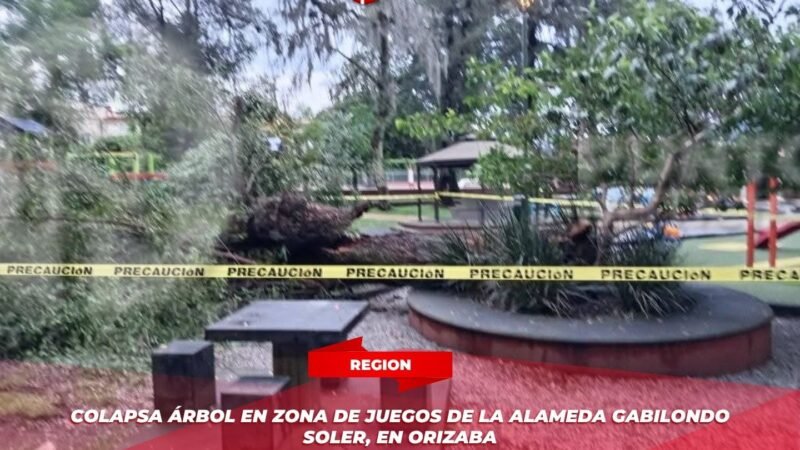 Colapsa árbol en zona de juegos de la Alameda Gabilondo Soler, en Orizaba