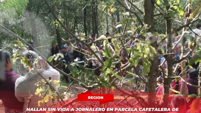 Hallan sin vida a jornalero en parcela cafetalera de Astacinga; presentaba heridas de arma blanca