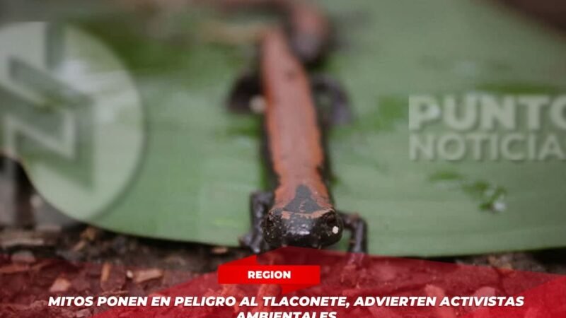Mitos ponen en peligro al tlaconete, advierten activistas ambientales