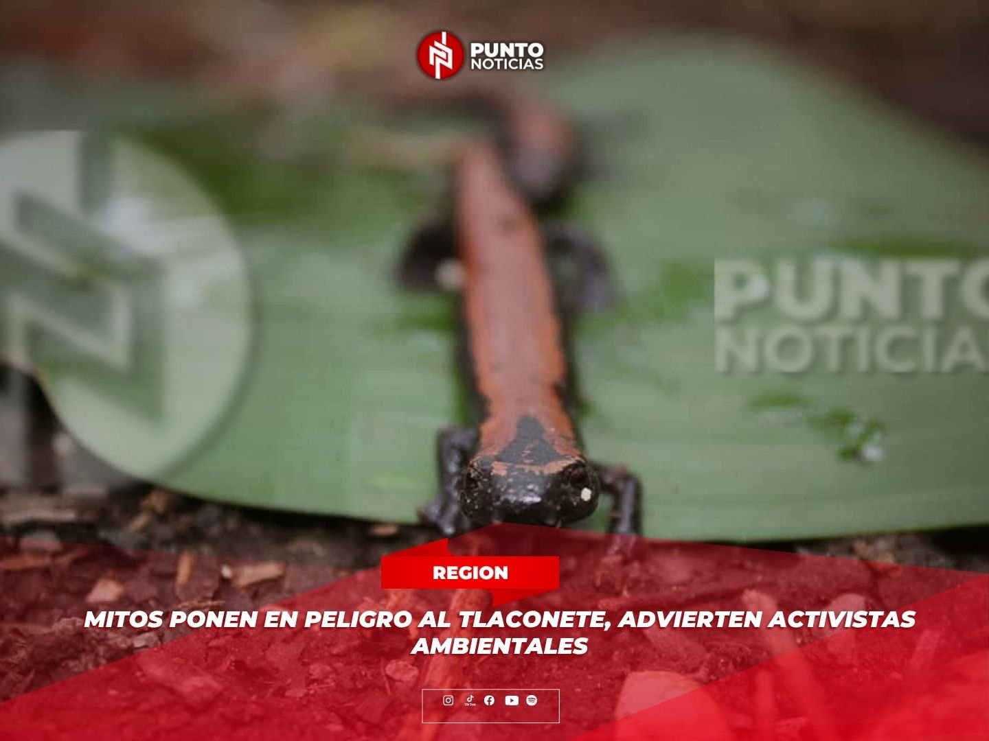 Mitos ponen en peligro al tlaconete, advierten activistas ambientales