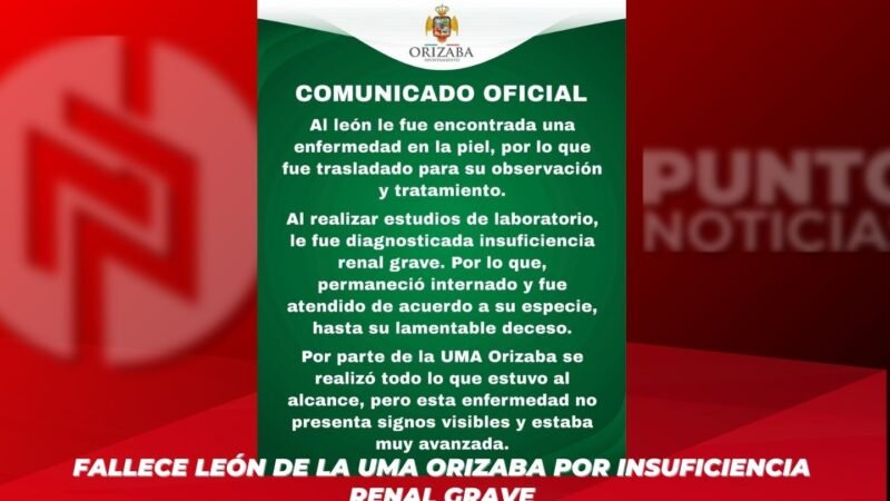 Fallece león de la UMA Orizaba por insuficiencia renal grave