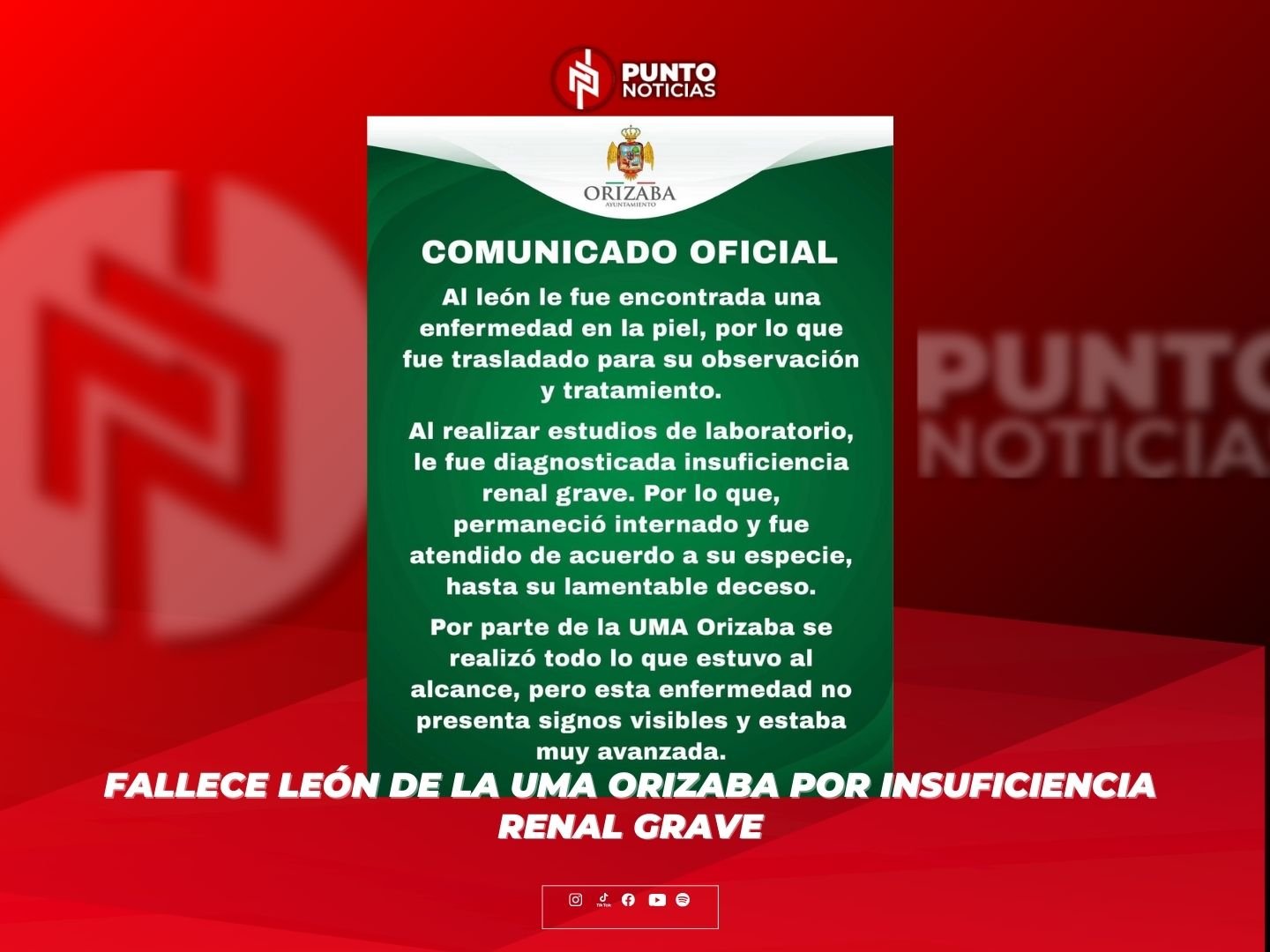 Fallece león de la UMA Orizaba por insuficiencia renal grave