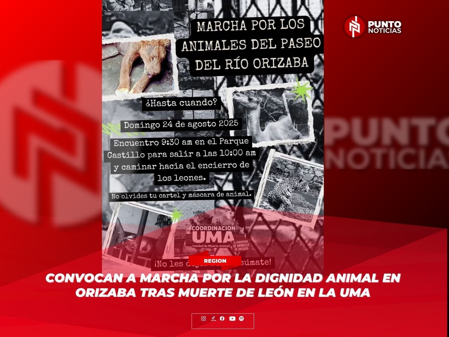 Convocan a marcha por la dignidad animal en Orizaba tras muerte de león en la UMA