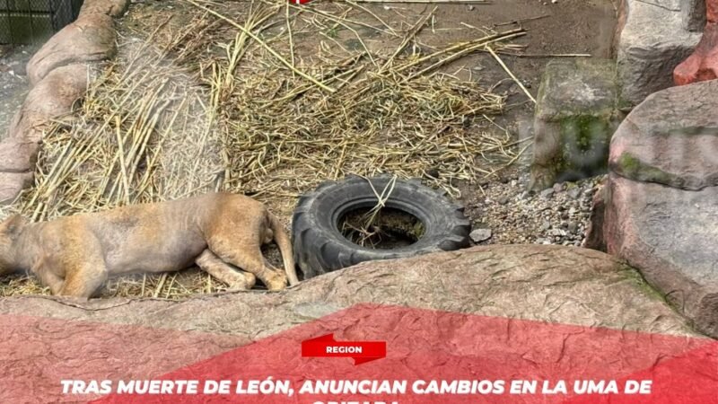 Tras muerte de león, anuncian cambios en la UMA de Orizaba