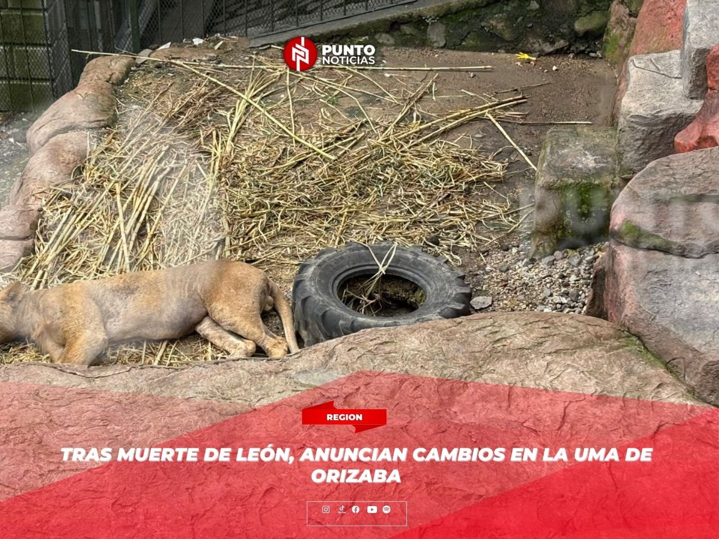 Tras muerte de león, anuncian cambios en la UMA de Orizaba