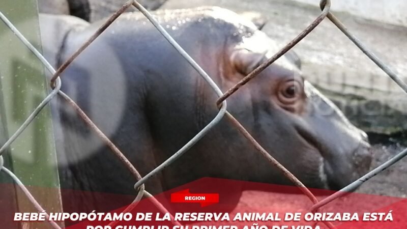 Bebé hipopótamo de la Reserva Animal de Orizaba está por cumplir su primer año de vida