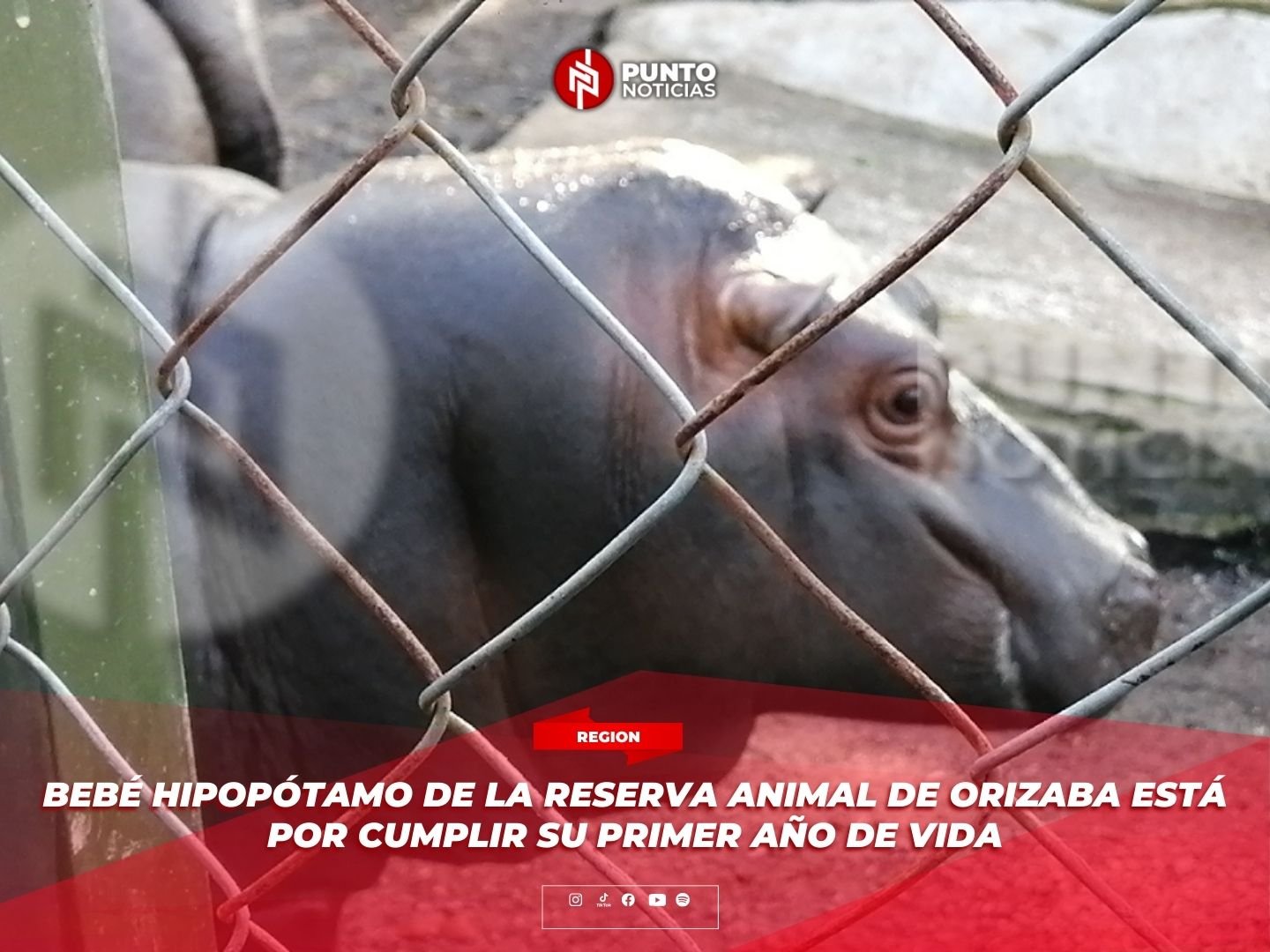 Bebé hipopótamo de la Reserva Animal de Orizaba está por cumplir su primer año de vida