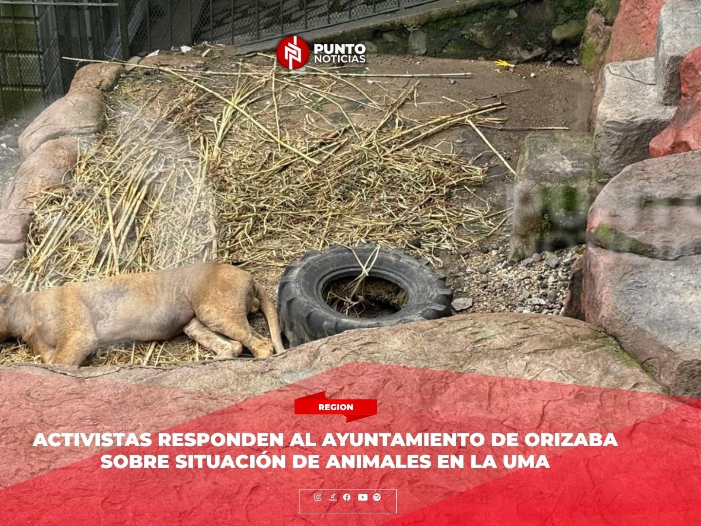 Activistas responden al Ayuntamiento de Orizaba sobre situación de animales en la UMA