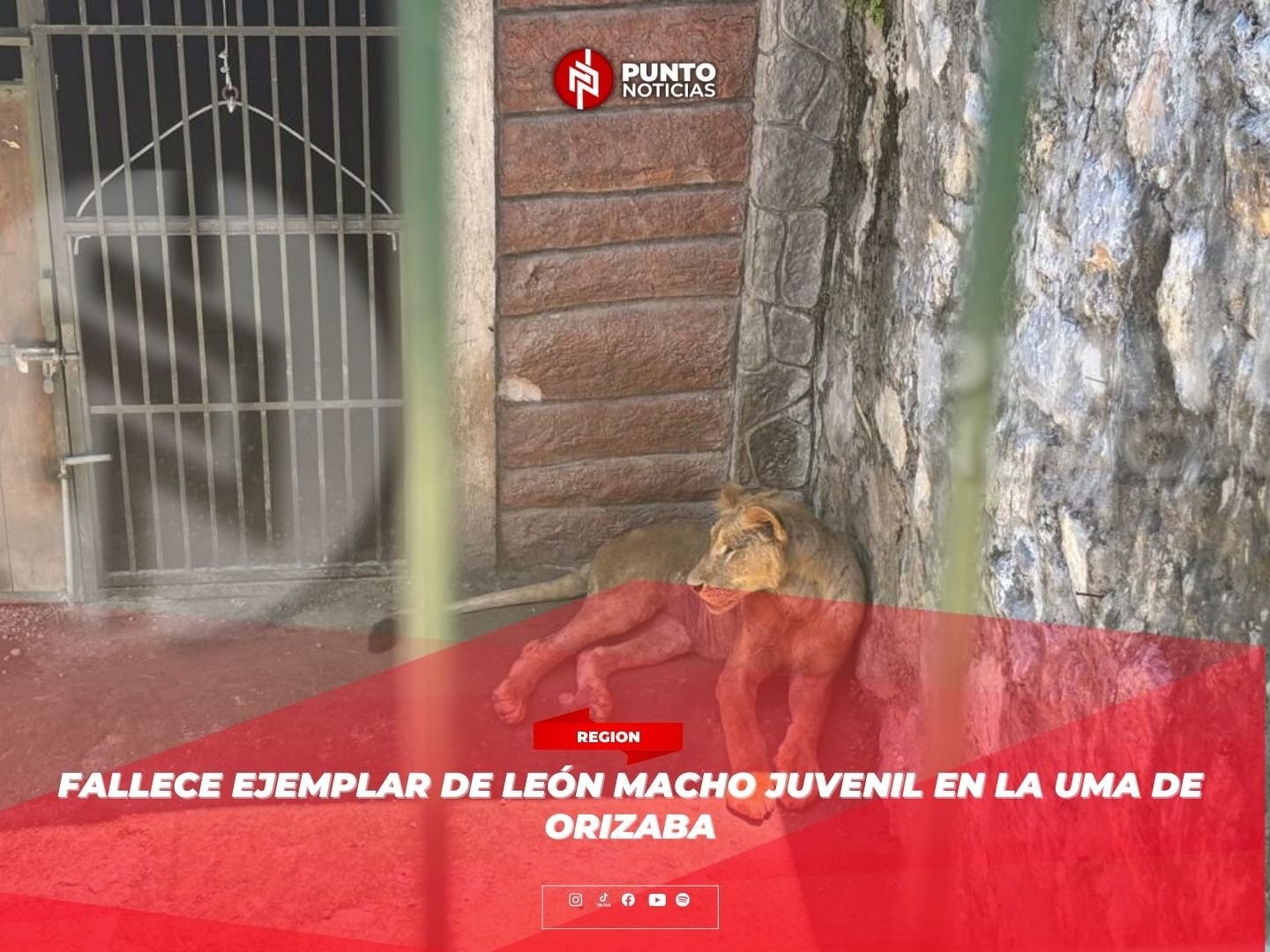 Fallece ejemplar de león macho juvenil en la UMA de Orizaba.