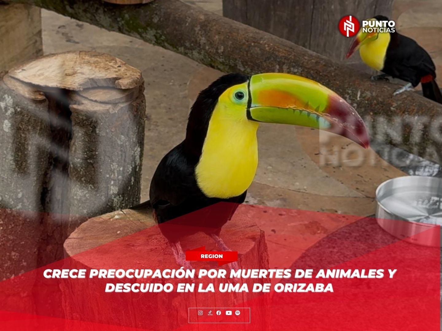 Crece preocupación por muertes de animales y descuido en la UMA de Orizaba