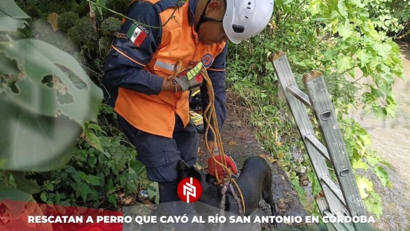 Rescatan a perro que cayó al río San Antonio en Córdoba