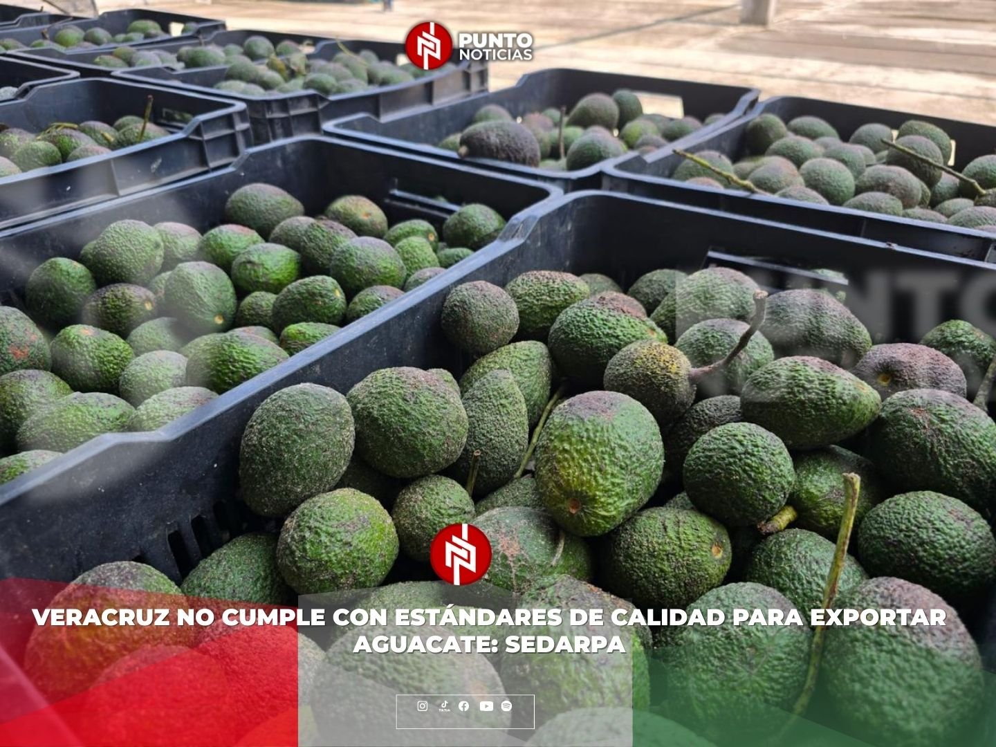 Veracruz no cumple con estándares de calidad para exportar aguacate: SEDARPA