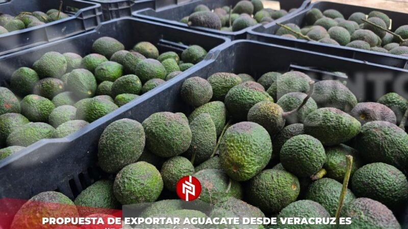 Propuesta de exportar aguacate desde Veracruz es “politiquería”: Carlos Nolasco