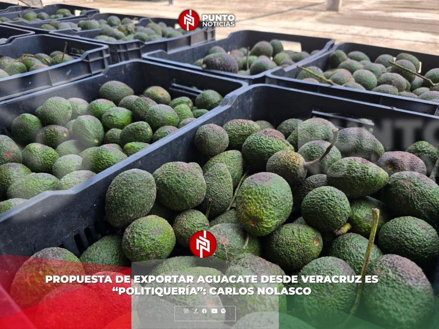 Propuesta de exportar aguacate desde Veracruz es “politiquería”: Carlos Nolasco