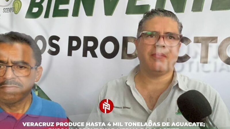 Veracruz produce hasta 4 mil toneladas de aguacate; buscan aprovechar merma para aceite