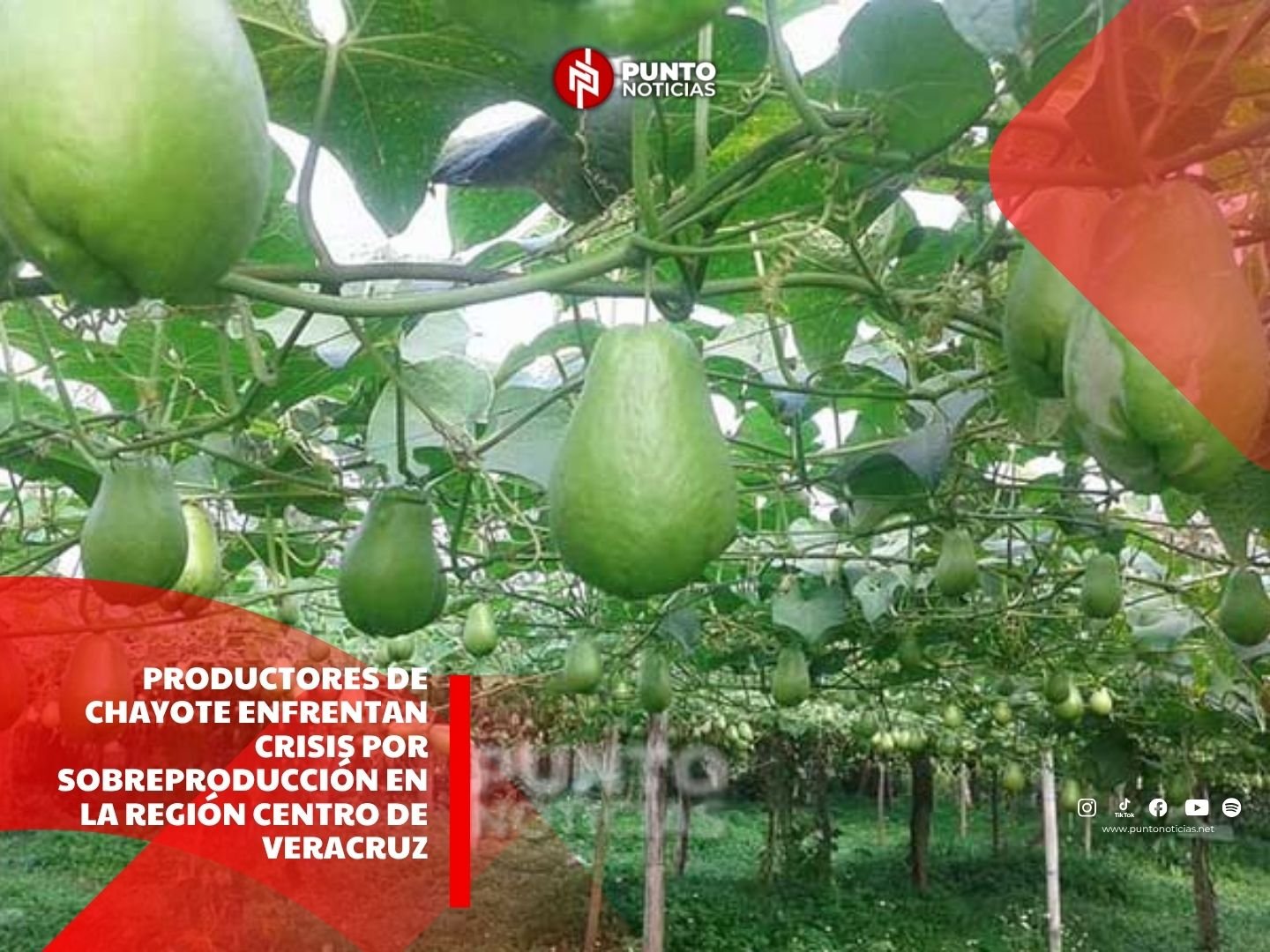 Productores de chayote enfrentan crisis por sobreproducción en la región centro de Veracruz