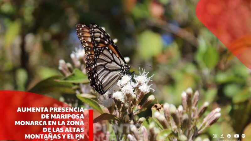 Aumenta presencia de mariposa monarca en la zona de las altas montañas y el PN Cañón del Río Blanco.