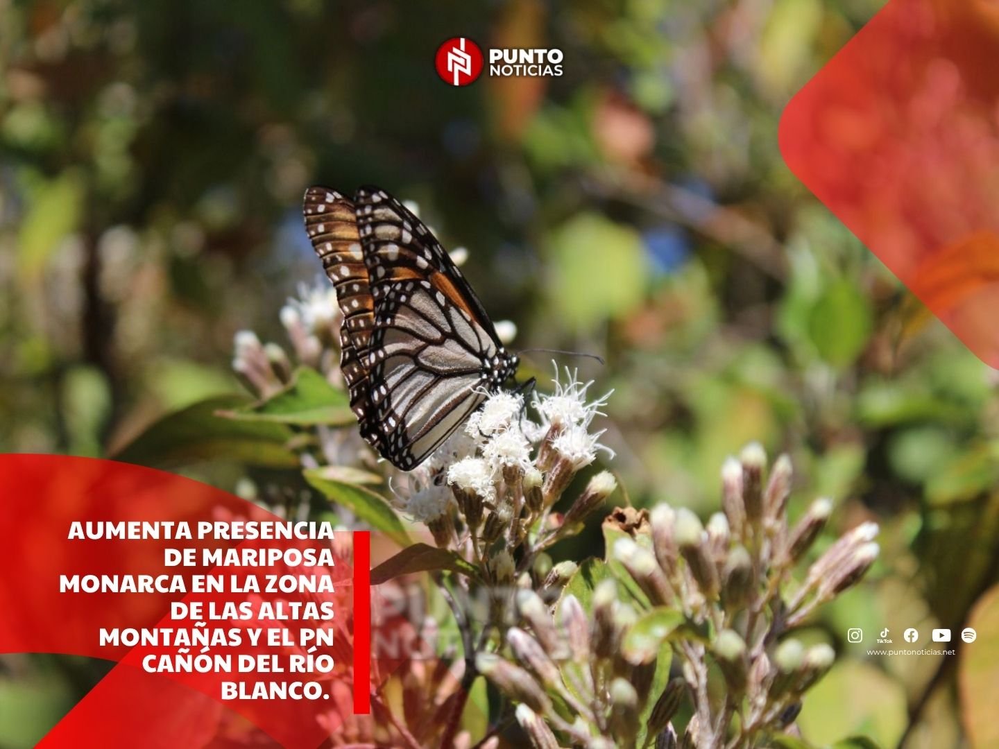 Aumenta presencia de mariposa monarca en la zona de las altas montañas y el PN Cañón del Río Blanco.